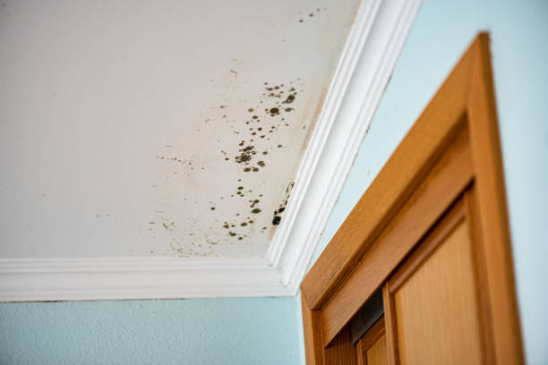 Best Mold Odor Removal Services  in Troy, PA